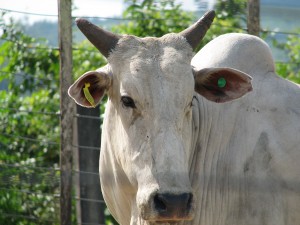 bovino1