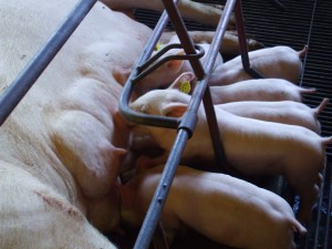 Foto: ASCOM/CIDASC