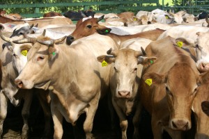 Foto: ASCOM/CIDASC