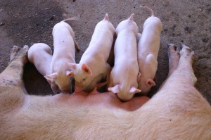 Foto: ASCOM/CIDASC