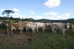 Foto: ASCOM/CIDASC