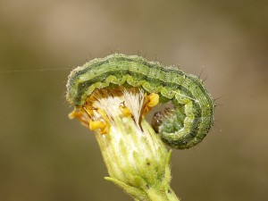 Empresa gaúcha é referência na produção de insumos e inseticidas microbiológicos e se destaca no combate às lagartas através do BtControl Imagem ilustrativa
