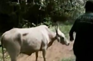 Foto: Reprodução/RBS TV