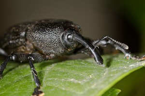 bicudo