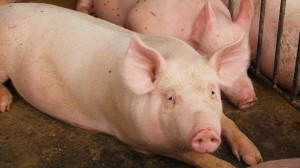 Mercado chinês é o maior consumidor de carne suína e figura entre os três maiores importadores mundiais da proteína. Ascom/Cidasc