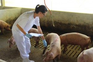 Fiscalização é feita visando garantir a sanidade animal 