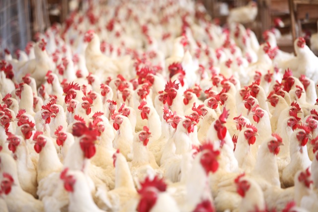 Aves: participação do Brasil no mercado sul-africano passou de 31,5% em 2014 para 36,3 % ano passado (Sílvio Ávila/Mapa)