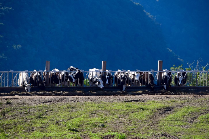 Foto: Embrapa