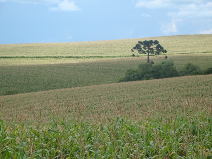 Produção de milho em Santa Catarina. Foto: Vinicius Morales Porto.