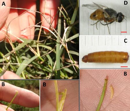 (A) Danos em plantas de Cynodon dactylon cv. Jiggs; Atherigona reversura; (B) larvas do inseto; (C) pupário; (D) inseto adulto. Foto: Ribeiro et al. (In press)