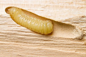 Larva da Vespa da Madeira. Imagem Ilustrativa: