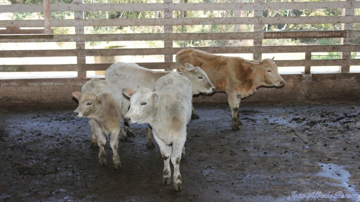Foto: Departamento Regional da Cidasc de Mafra.