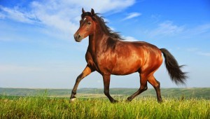 cavalo