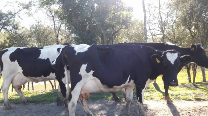 Foto: Juçara Mills