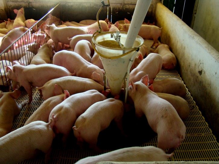 Foto: Embrapa