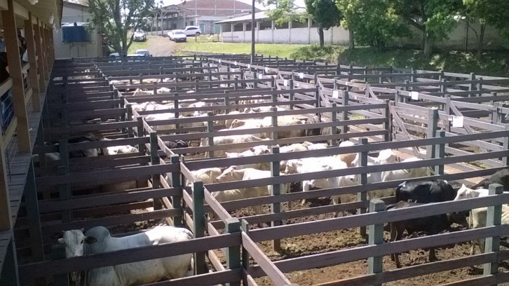 Foto: Departamento Regional da Cidasc de São Miguel do Oeste