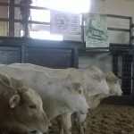 Foto: Departamento Regional da Cidasc de São Miguel do Oeste