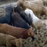 Foto: Departamento Regional da Cidasc de São Miguel do Oeste