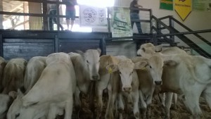 Foto: Departamento Regional da Cidasc de São Miguel do Oeste