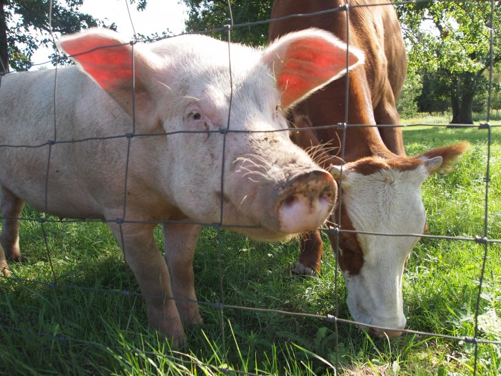 porco-e-vaca-sxc