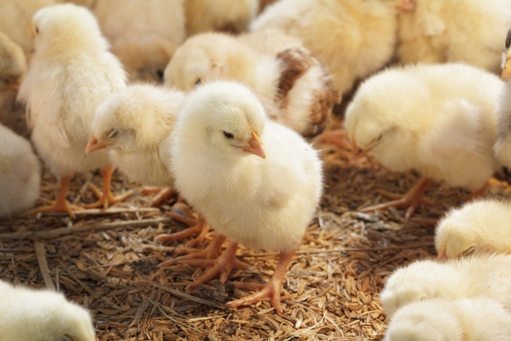 Foto: Thinkstock