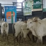 Foto: Departamento Regional da Cidasc de São Miguel do Oeste
