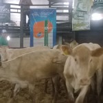 Foto: Departamento Regional da Cidasc de São Miguel do Oeste