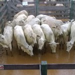 Foto: Departamento Regional da Cidasc de São Miguel do Oeste