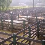 Foto: Departamento Regional da Cidasc de São Miguel do Oeste