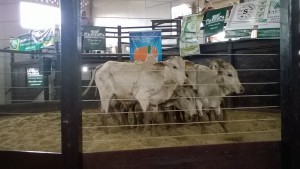 Foto: Departamento Regional da Cidasc de São Miguel do Oeste