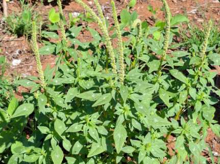 Foto: Reprodução/Secom SC