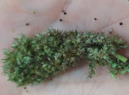 Foto: Reprodução/Secom SC